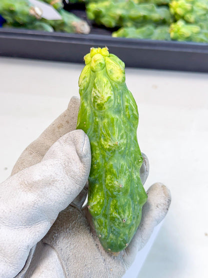Variegated Boobie Cactus (o9) | Best For Drafting