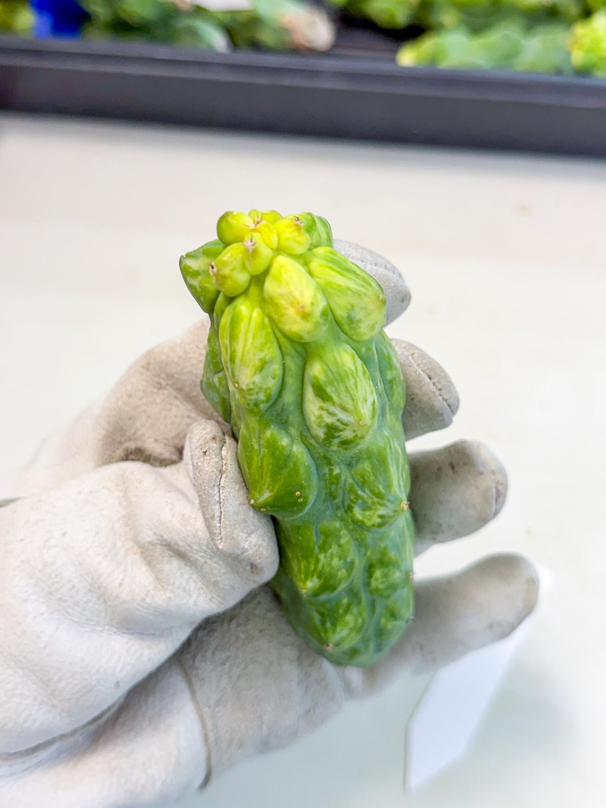 Variegated Boobie Cactus (o9) | Best For Drafting