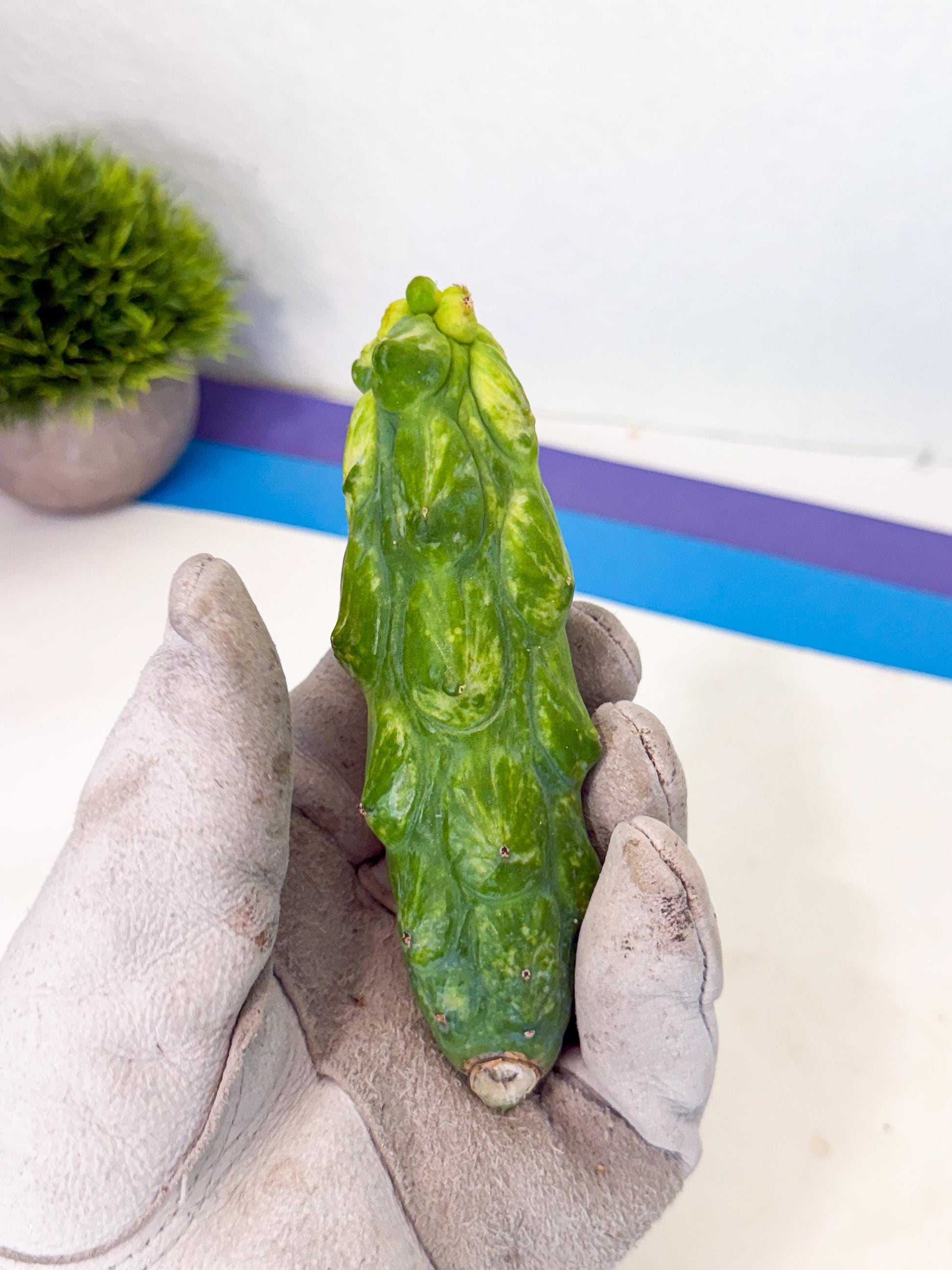 Variegated Boobie Cactus (o9) | Best For Drafting