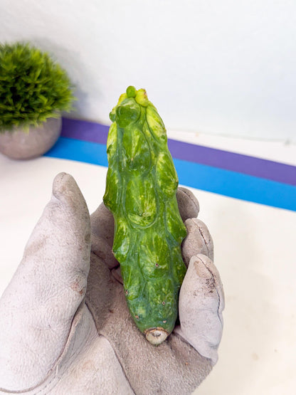 Variegated Boobie Cactus (o9) | Best For Drafting
