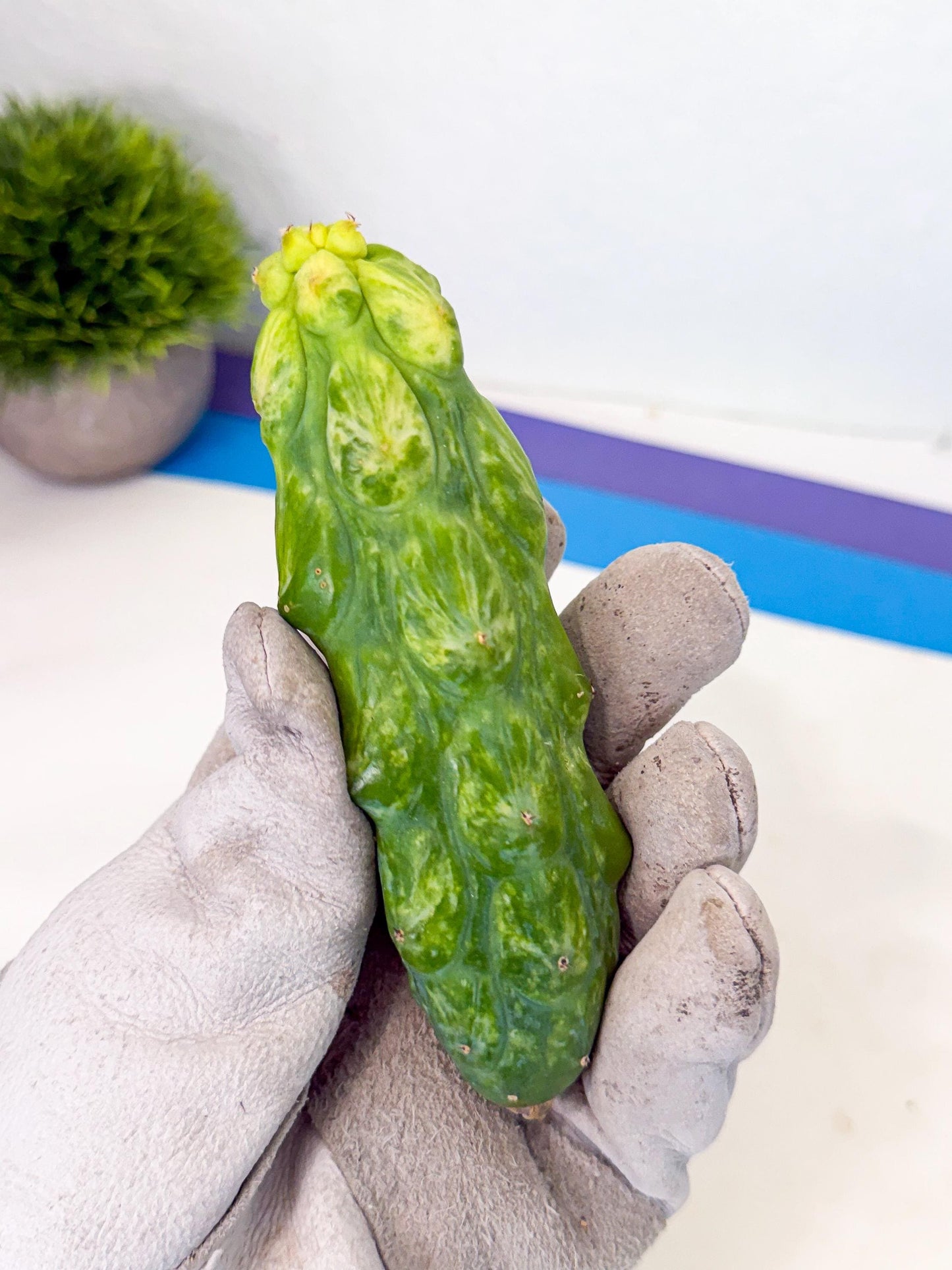 Variegated Boobie Cactus (o9) | Best For Drafting