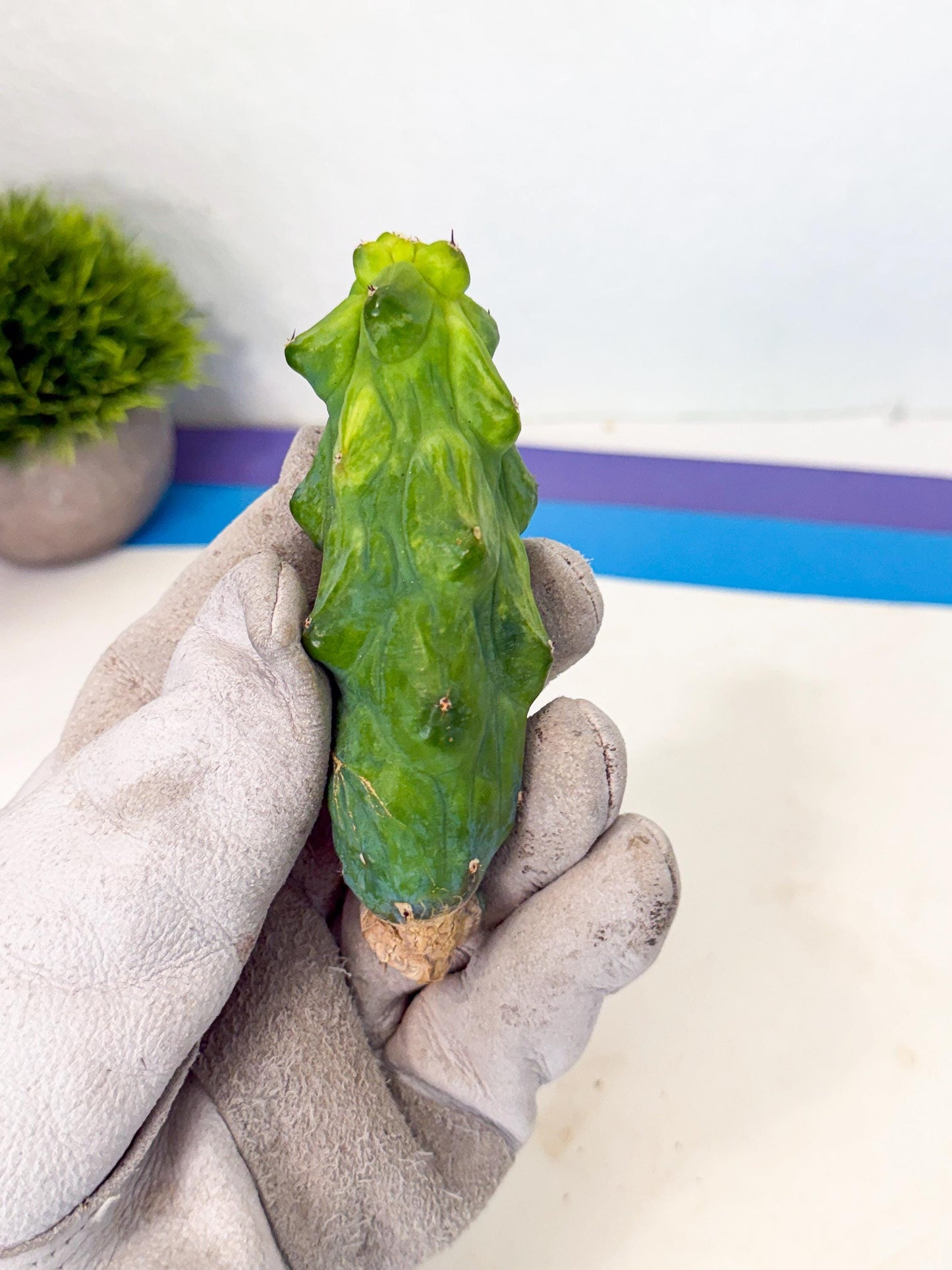 Variegated Boobie Cactus (10) | Best For Drafting