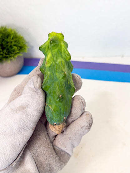 Variegated Boobie Cactus (10) | Best For Drafting