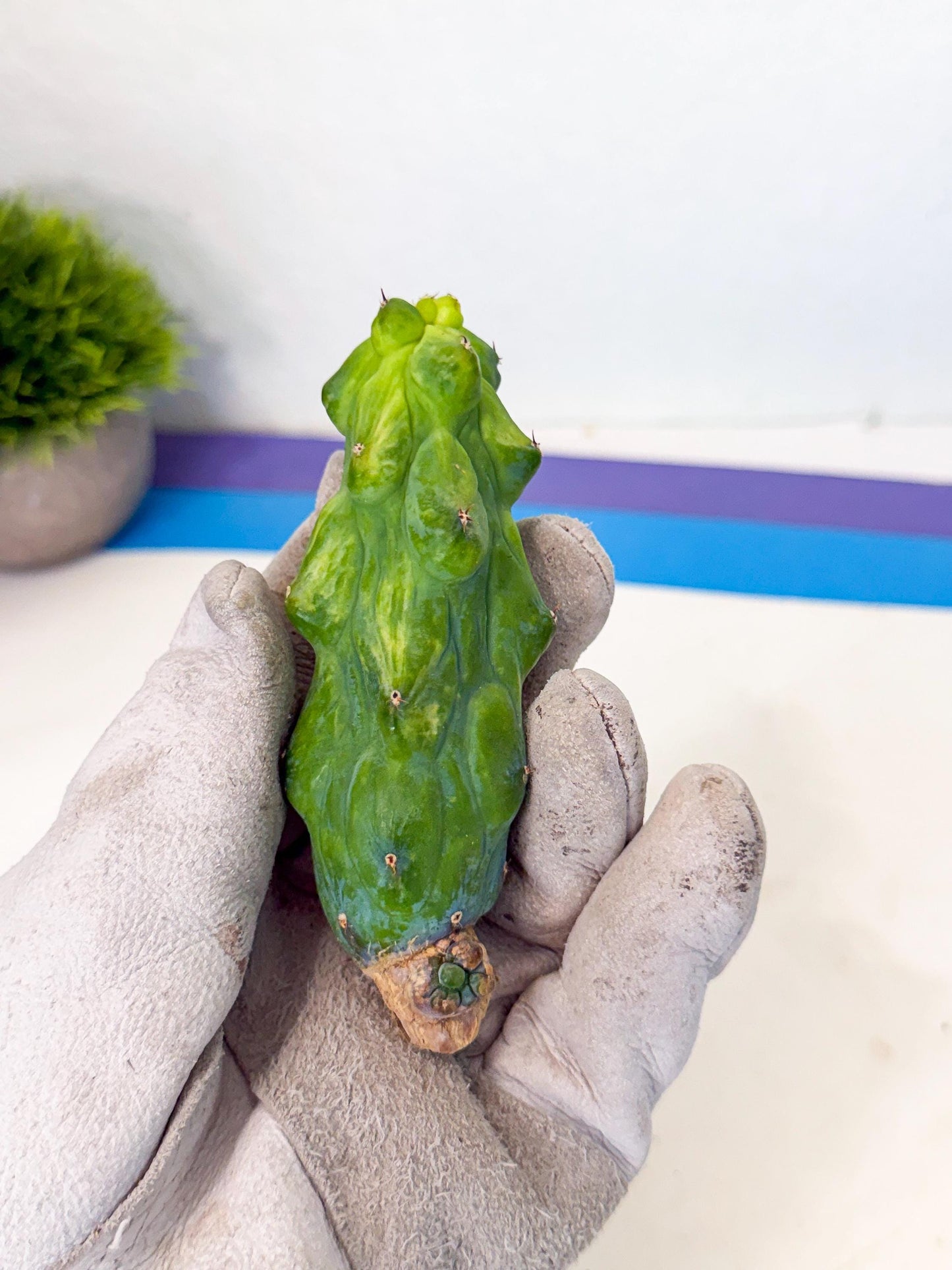 Variegated Boobie Cactus (10) | Best For Drafting