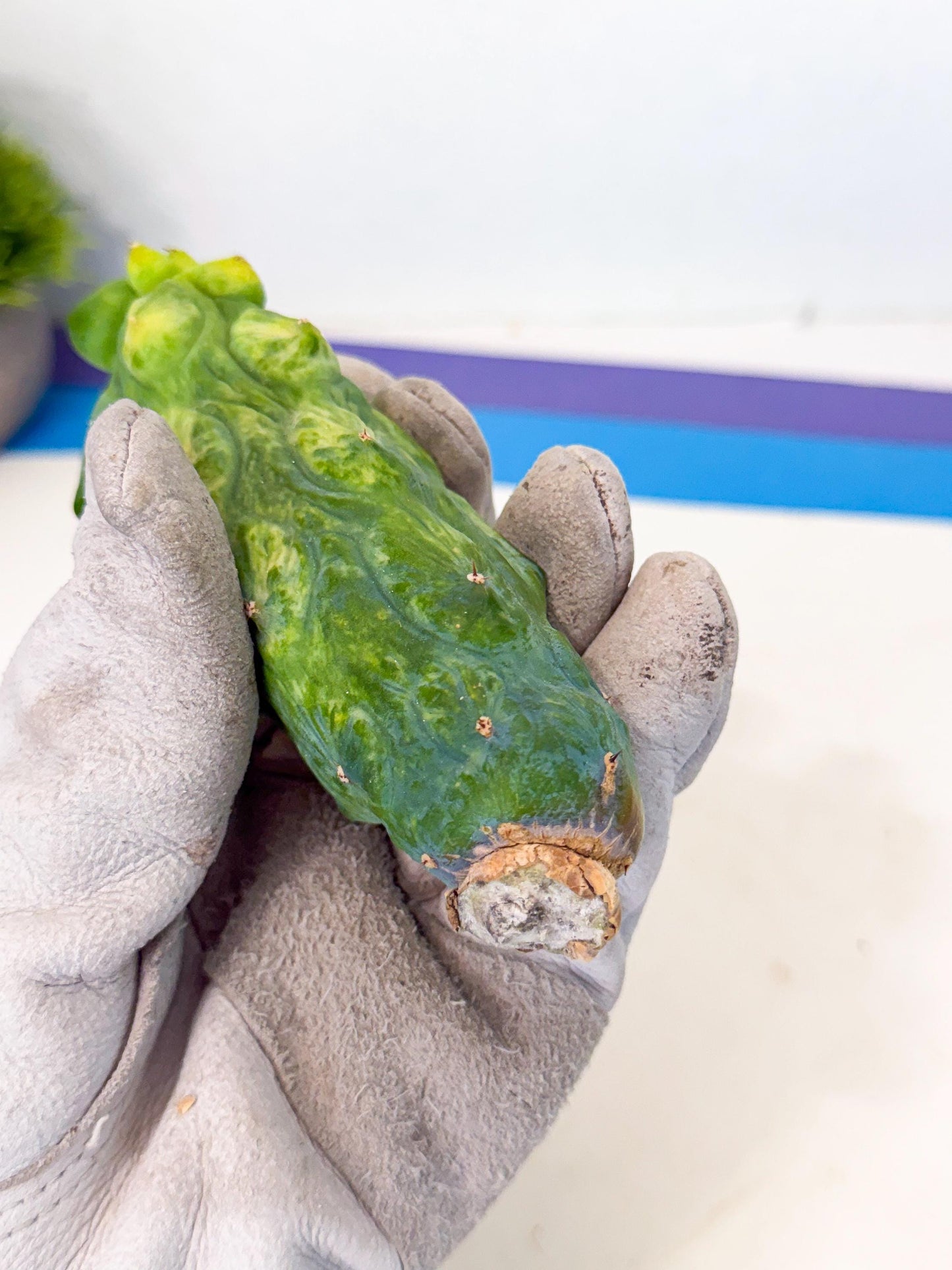 Variegated Boobie Cactus (11) | Best For Drafting