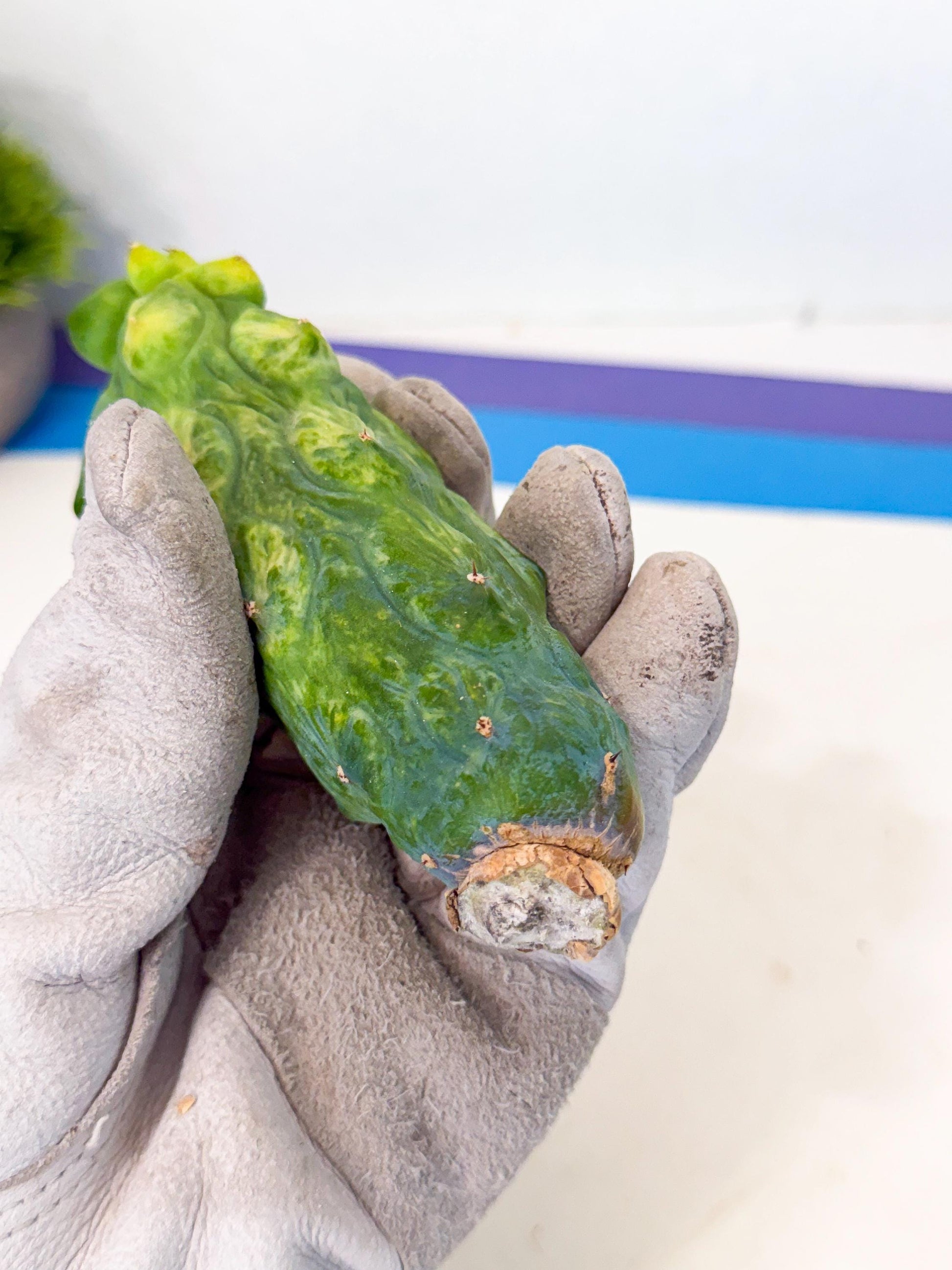 Variegated Boobie Cactus (11) | Best For Drafting