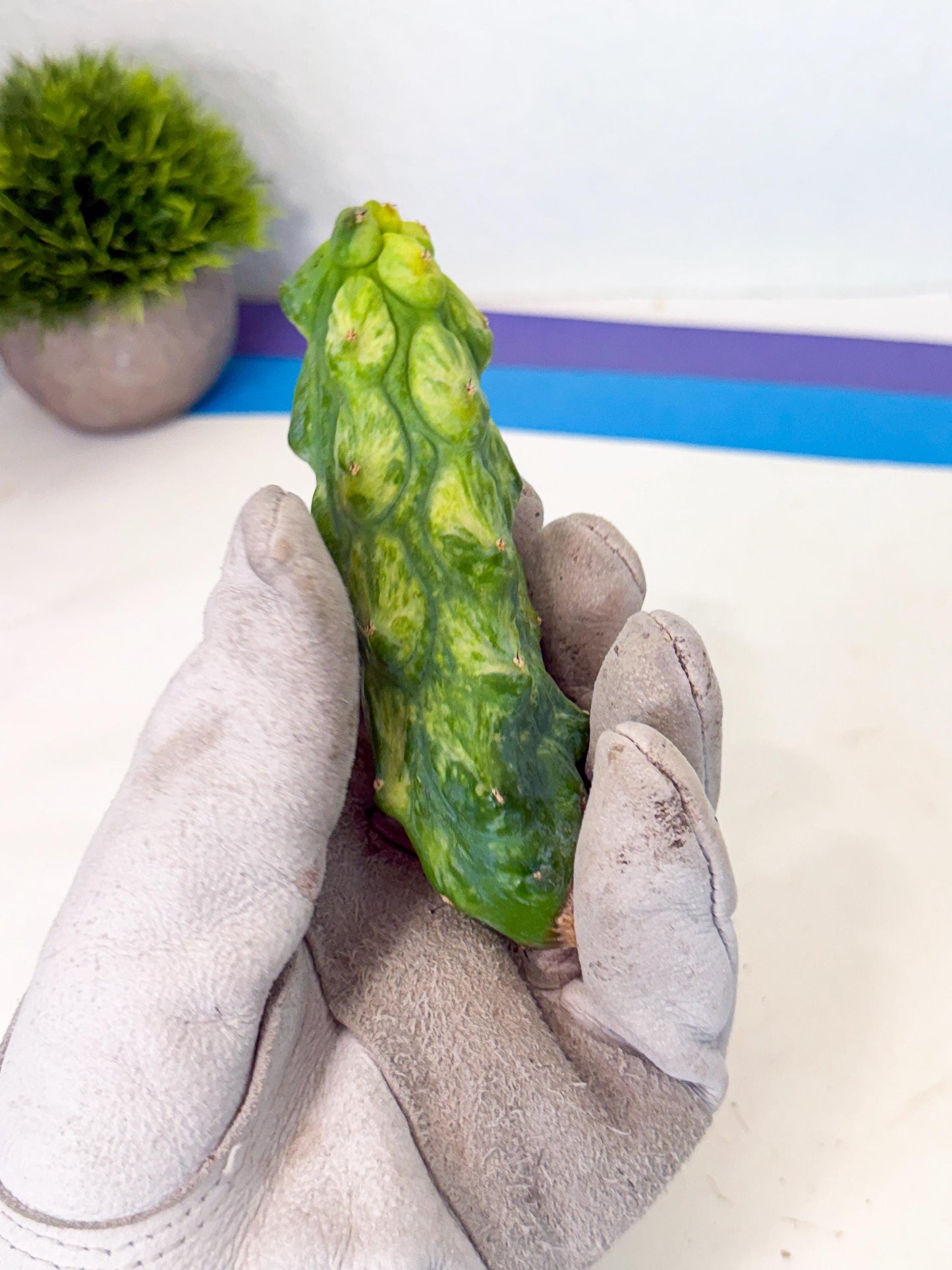 Variegated Boobie Cactus (12) | Best For Drafting