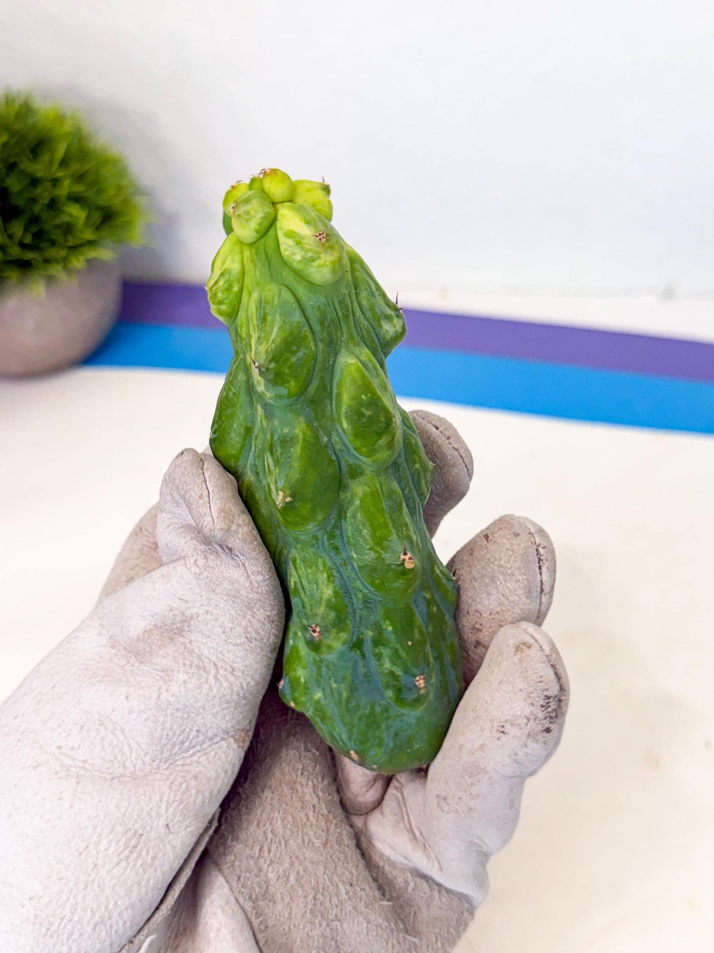 Variegated Boobie Cactus (13) | Best For Drafting