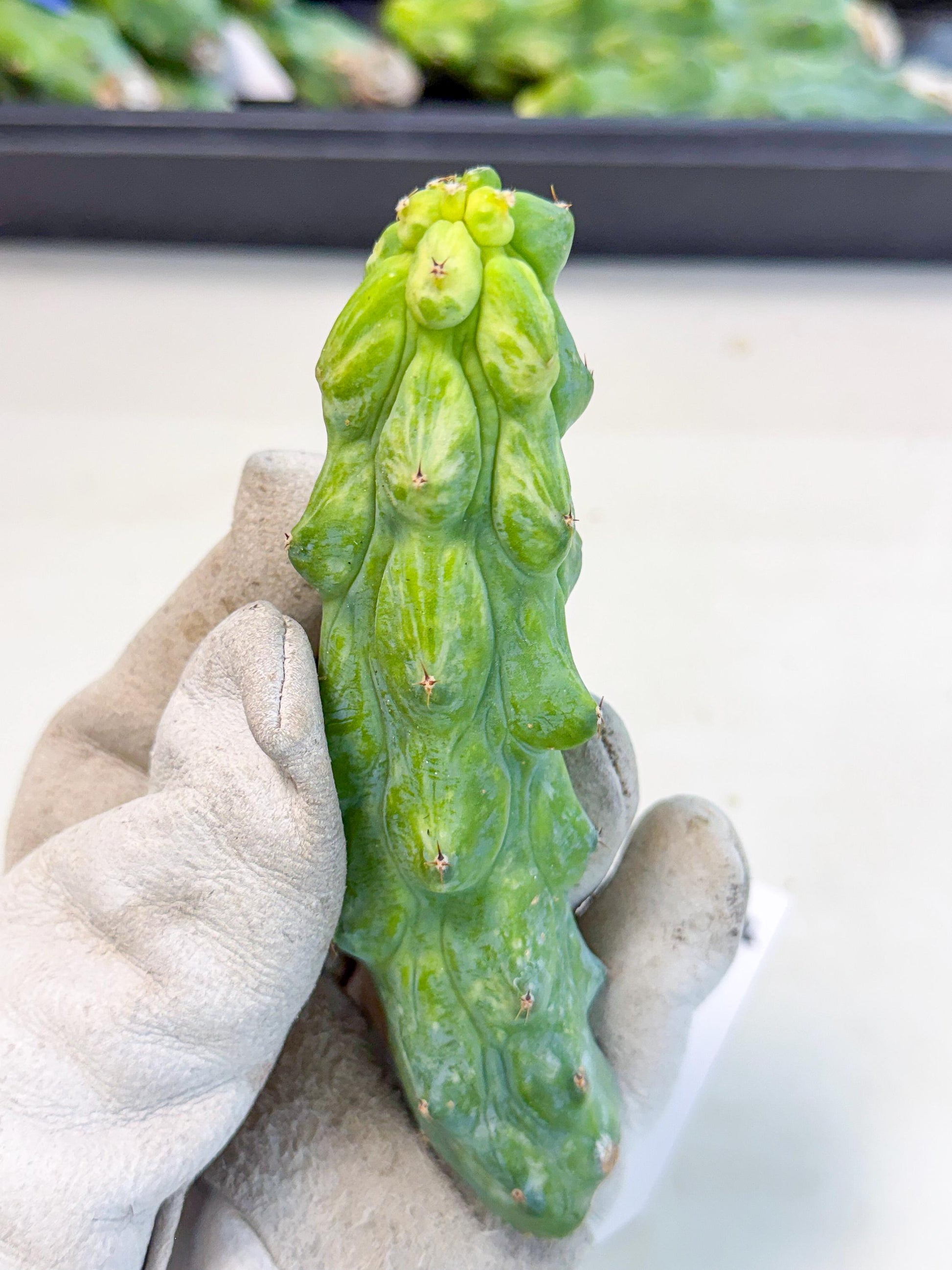Variegated Boobie Cactus (14) | Best For Drafting