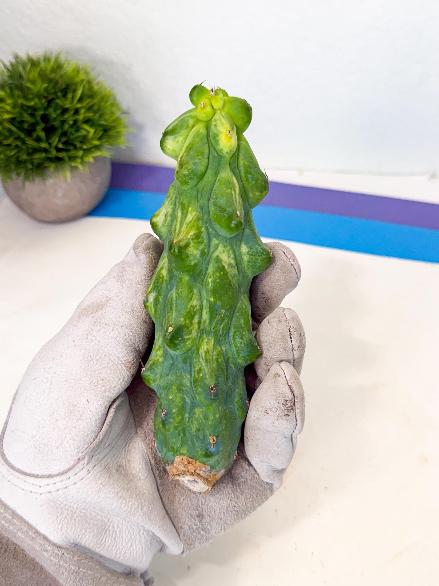 Variegated Boobie Cactus (17) | Best For Drafting