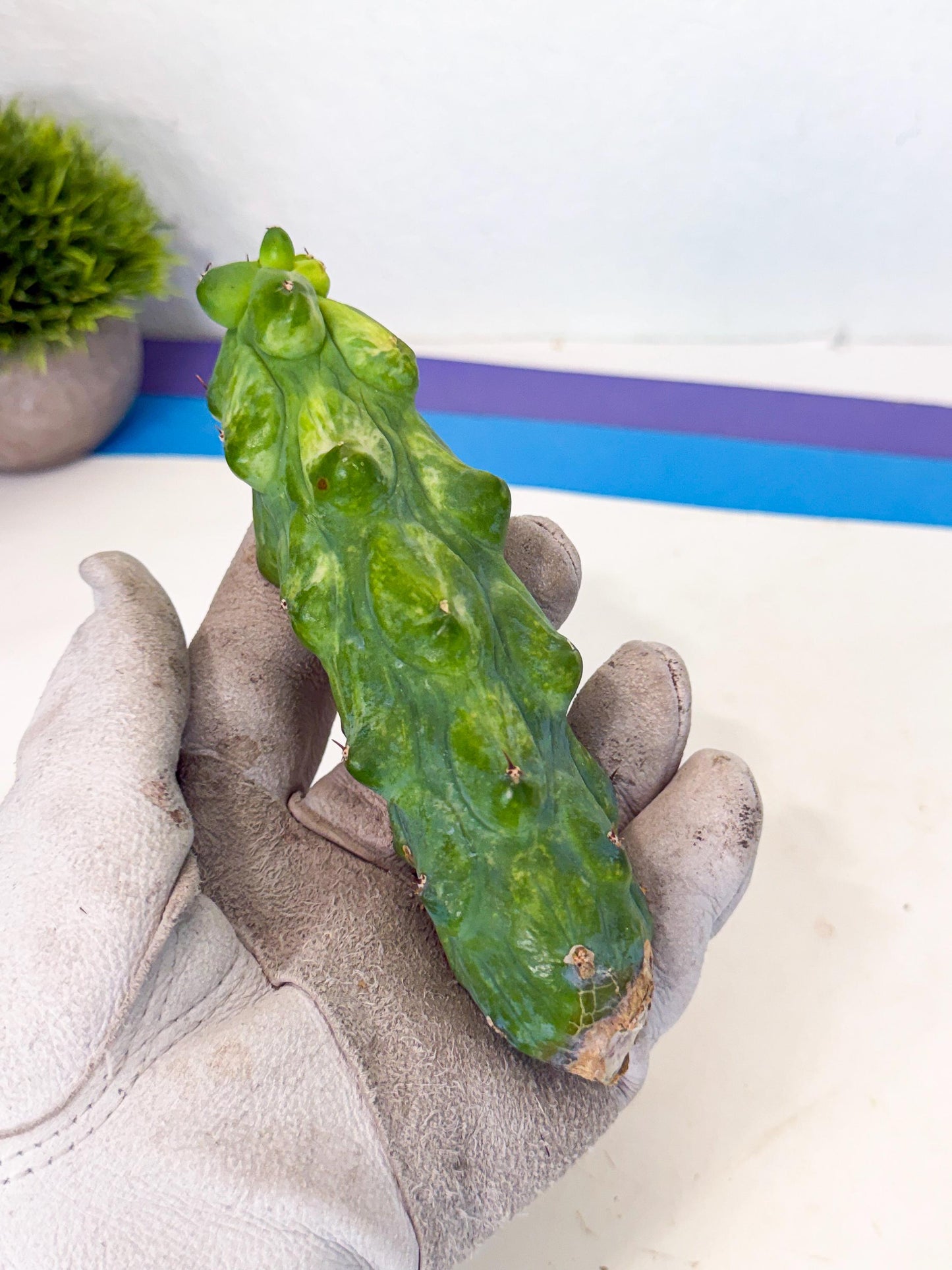 Variegated Boobie Cactus (17) | Best For Drafting