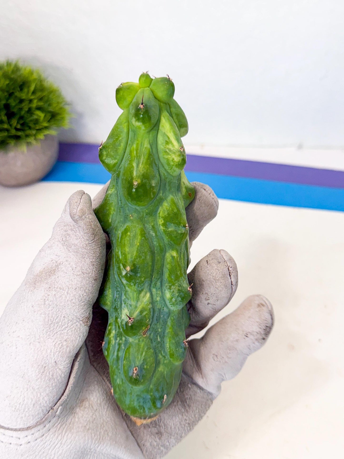 Variegated Boobie Cactus (17) | Best For Drafting