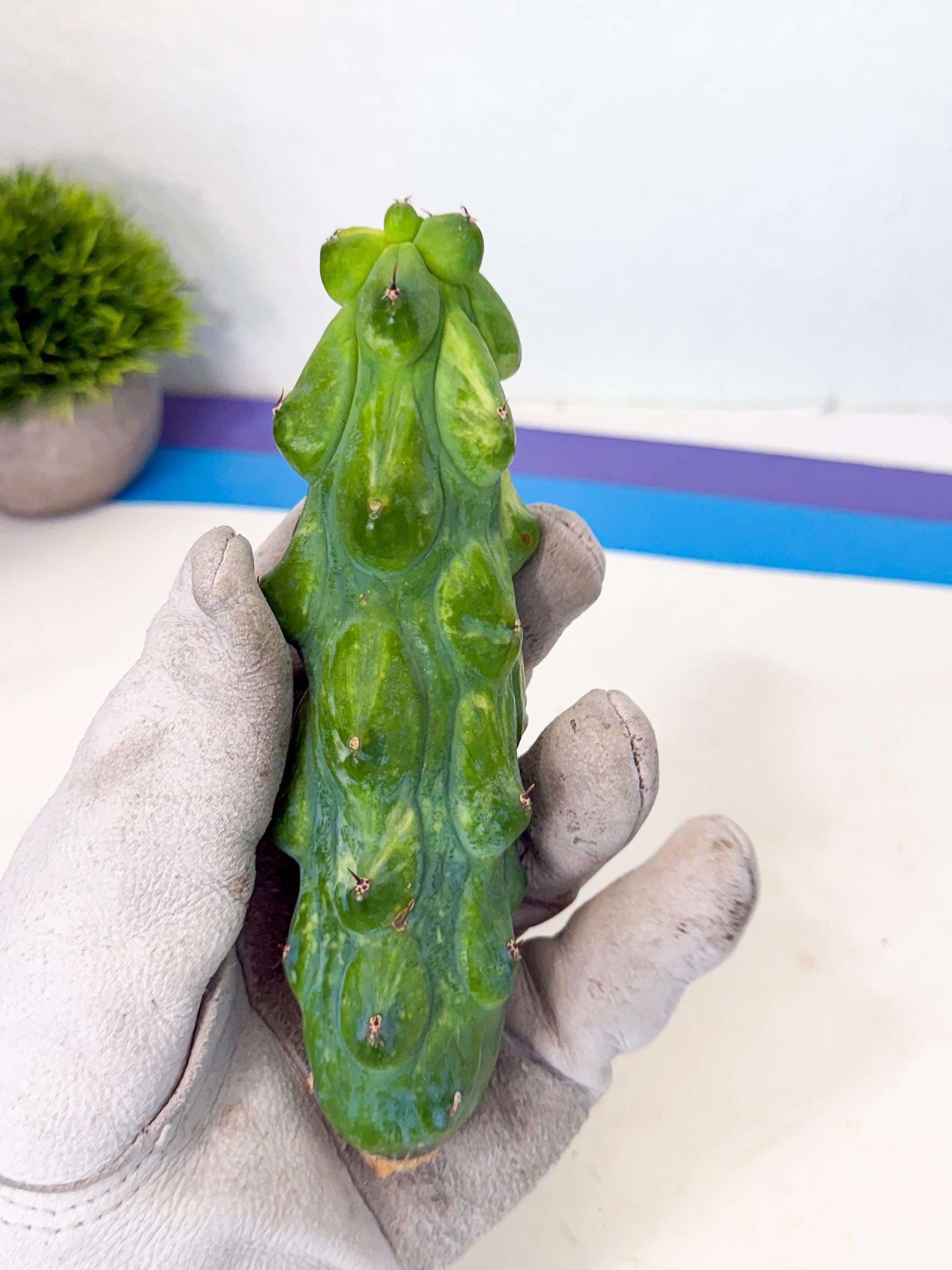 Variegated Boobie Cactus (17) | Best For Drafting