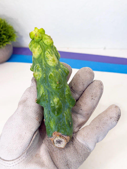 Variegated Boobie Cactus (18) | Best For Drafting