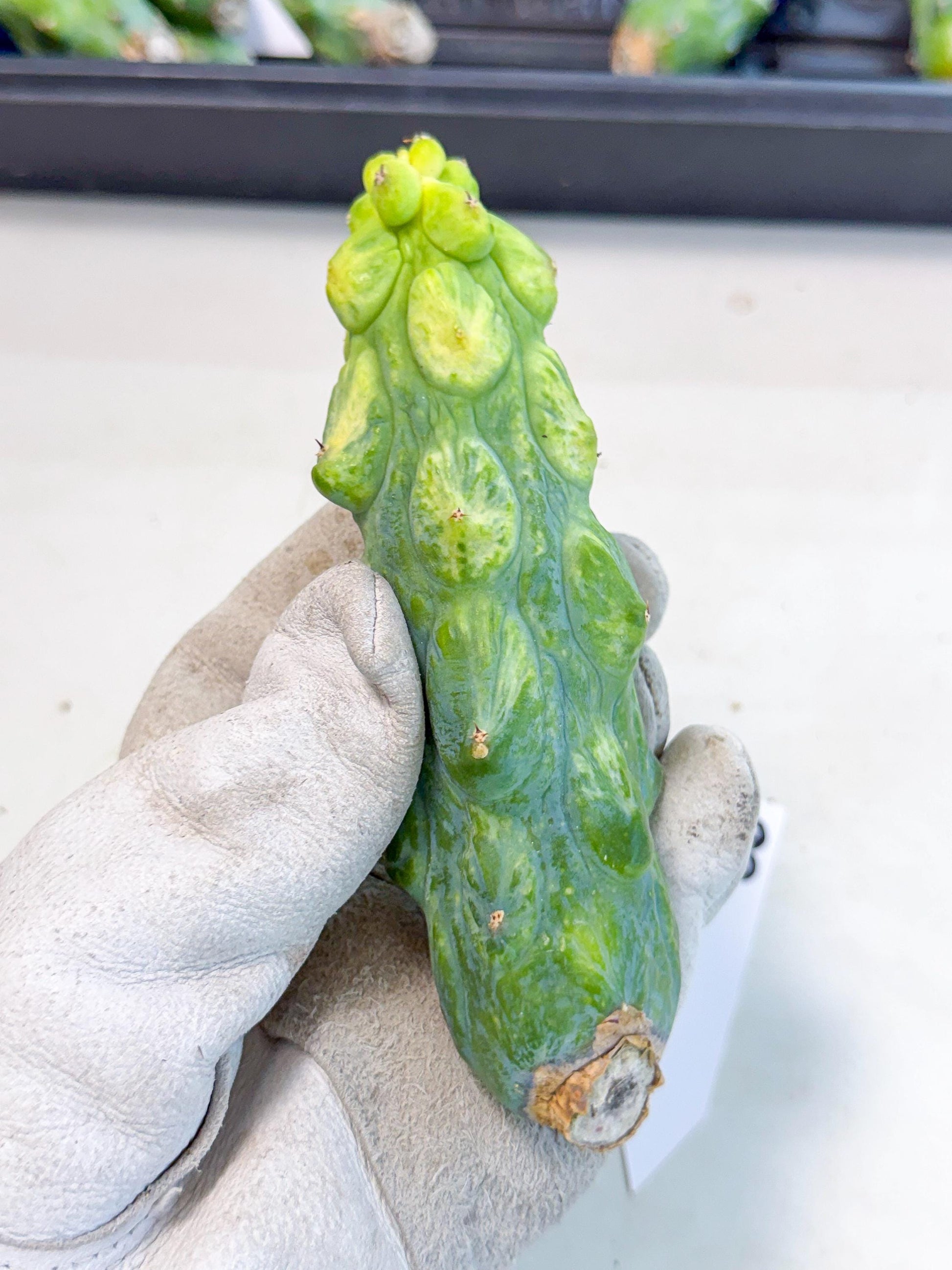 Variegated Boobie Cactus (18) | Best For Drafting