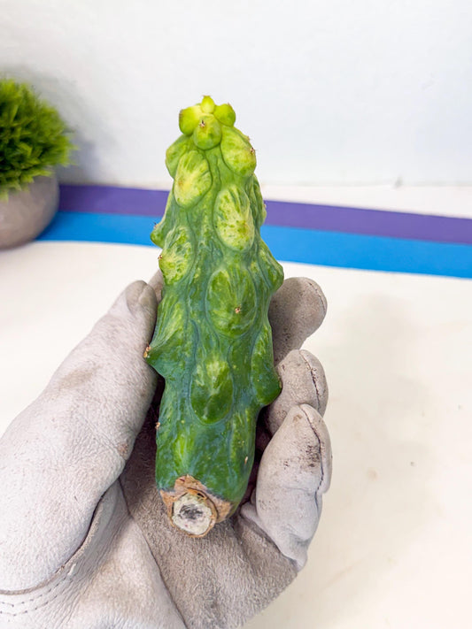 Variegated Boobie Cactus (18) | Best For Drafting