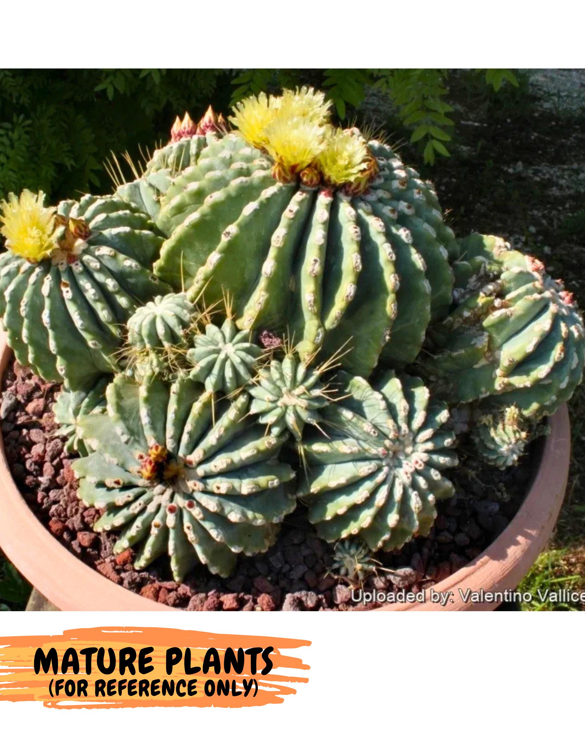 Ferocactus Glaucescens (y) | Rare Cactus