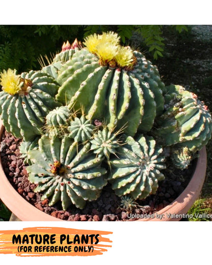 Ferocactus Glaucescens (y) | Rare Cactus