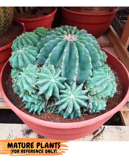 Ferocactus Glaucescens (y) | Rare Cactus