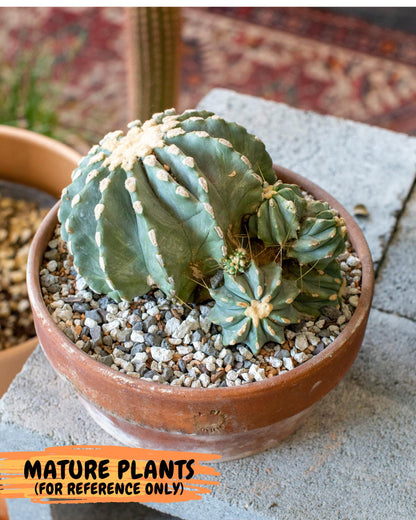 Ferocactus Glaucescens (y) | Rare Cactus