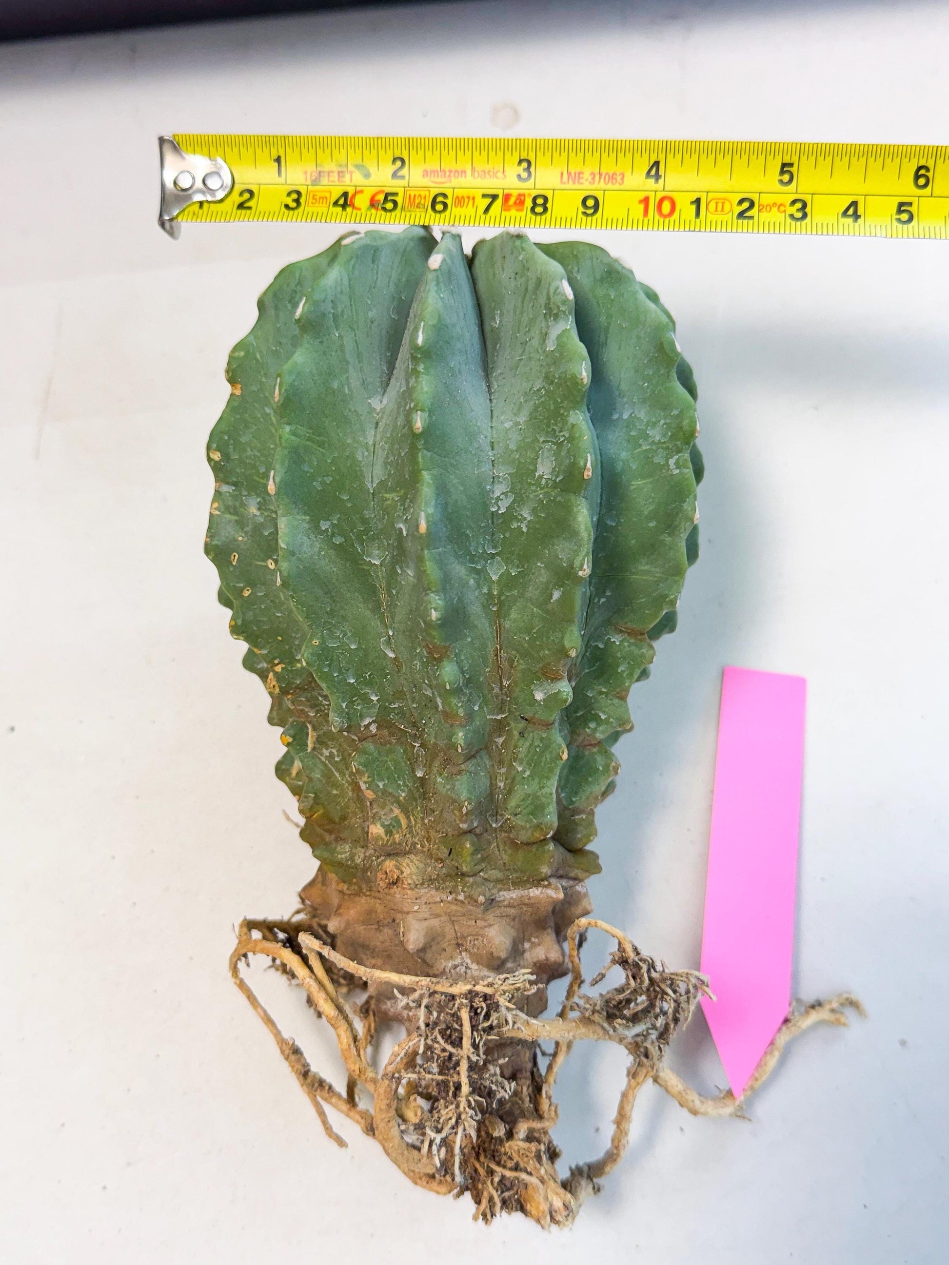 Ferocactus Glaucescens (p) | Rare Cactus