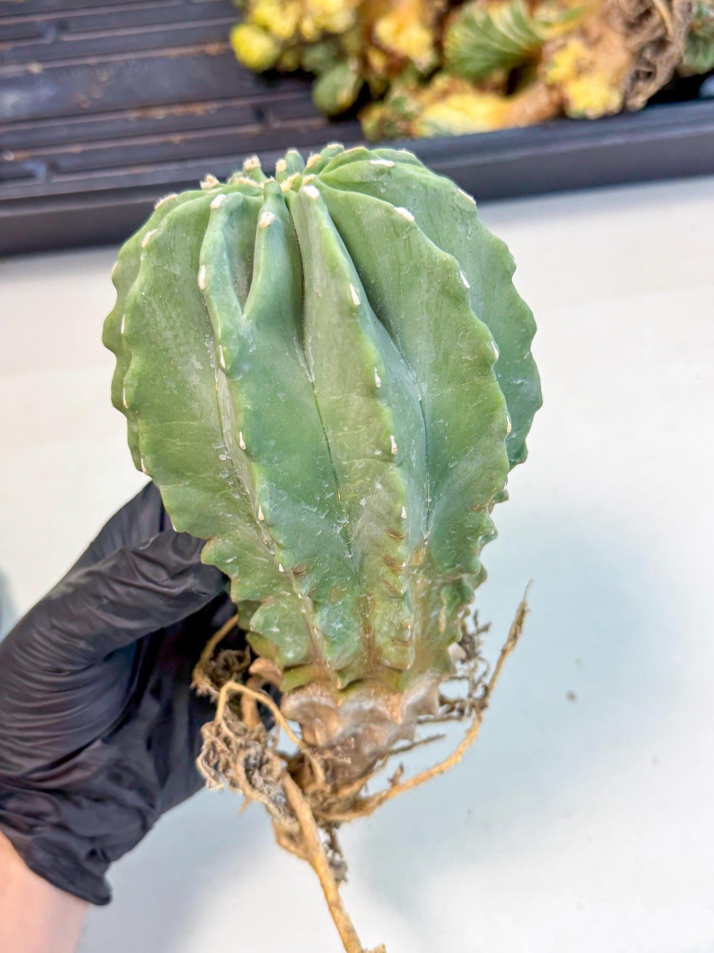 Ferocactus Glaucescens (p) | Rare Cactus