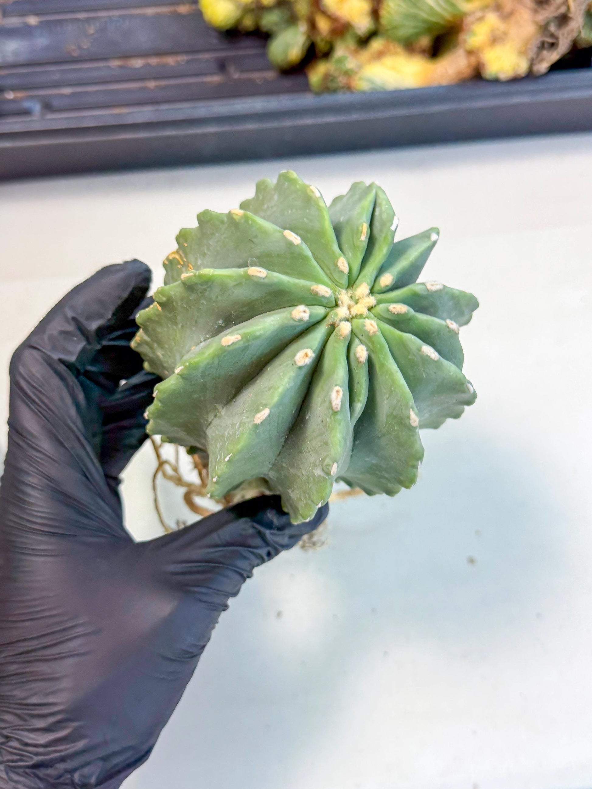 Ferocactus Glaucescens (p) | Rare Cactus