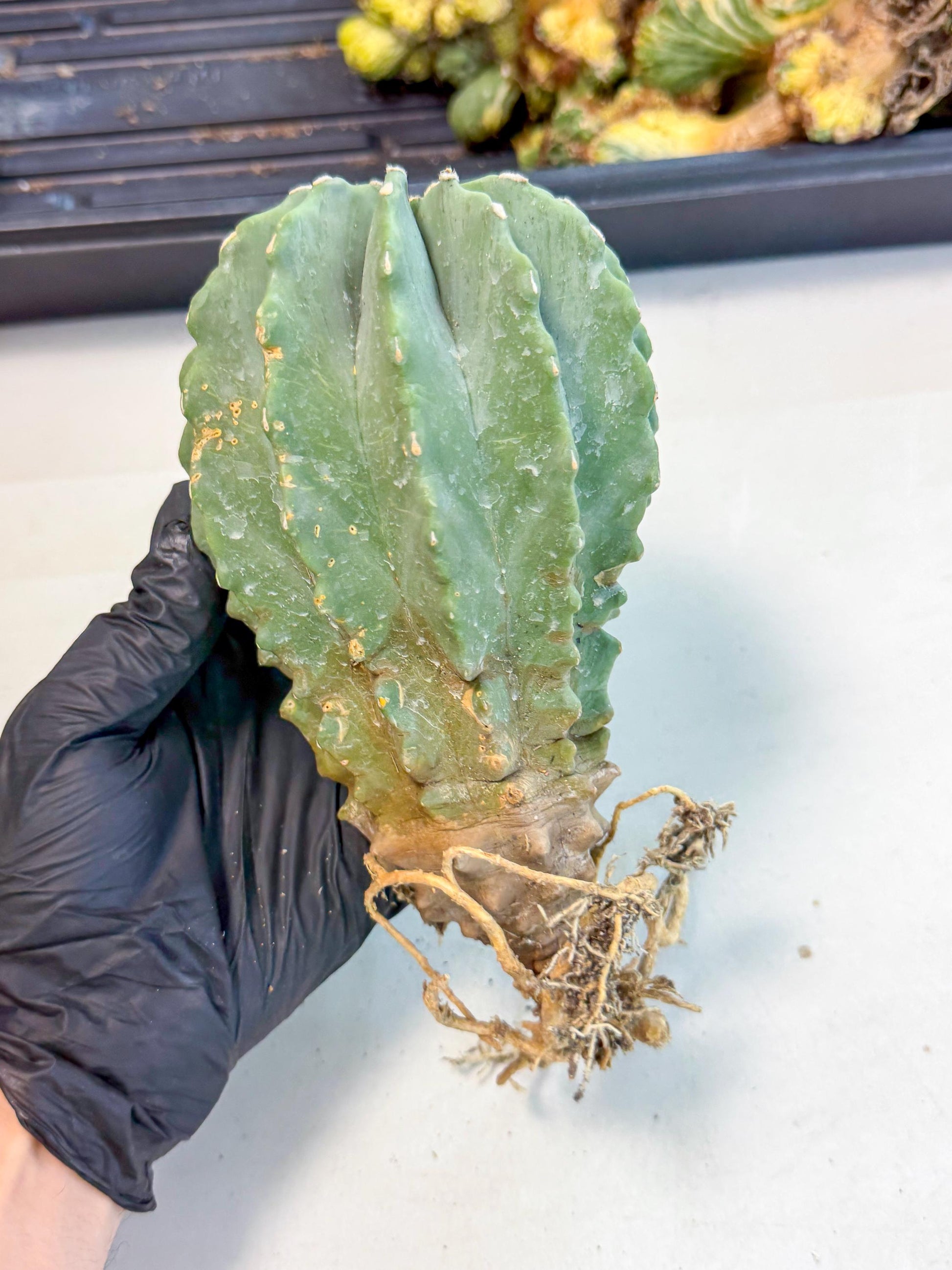 Ferocactus Glaucescens (p) | Rare Cactus