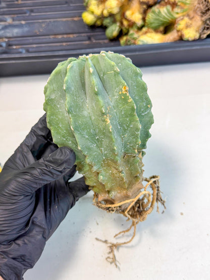 Ferocactus Glaucescens (p) | Rare Cactus