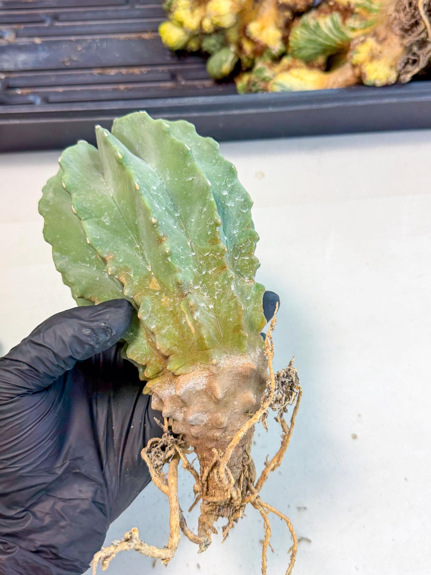 Ferocactus Glaucescens (p) | Rare Cactus