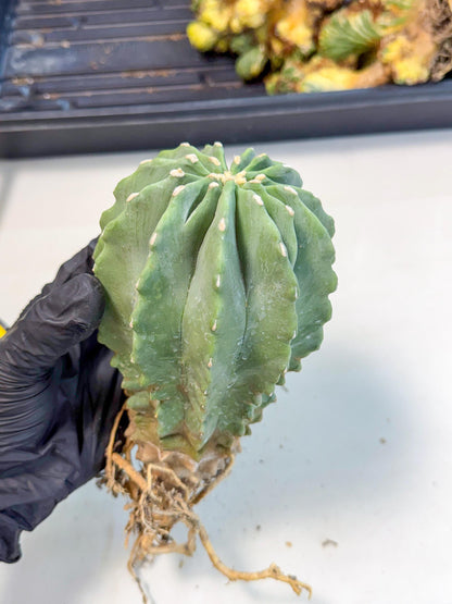Ferocactus Glaucescens (p) | Rare Cactus