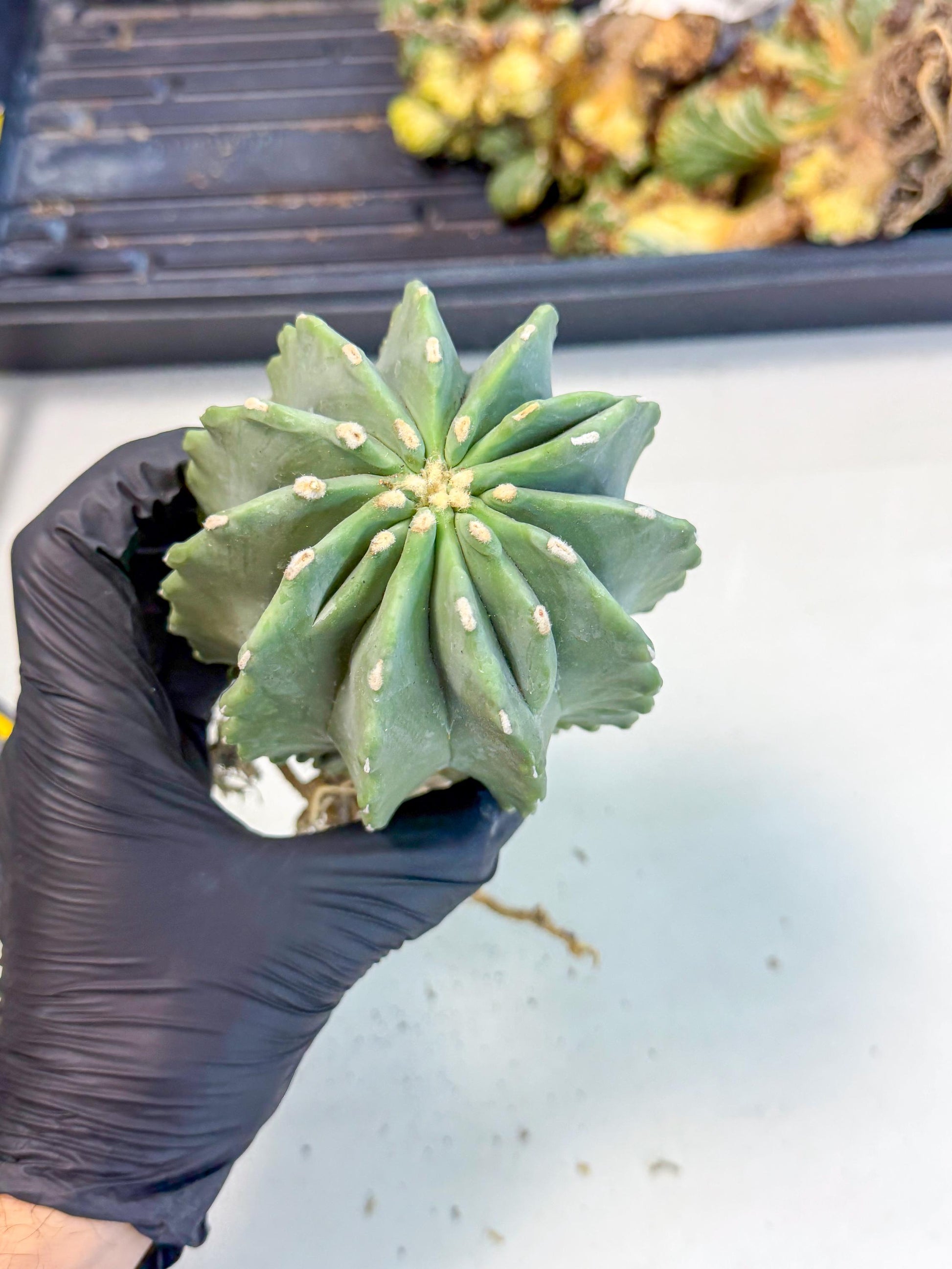Ferocactus Glaucescens (p) | Rare Cactus
