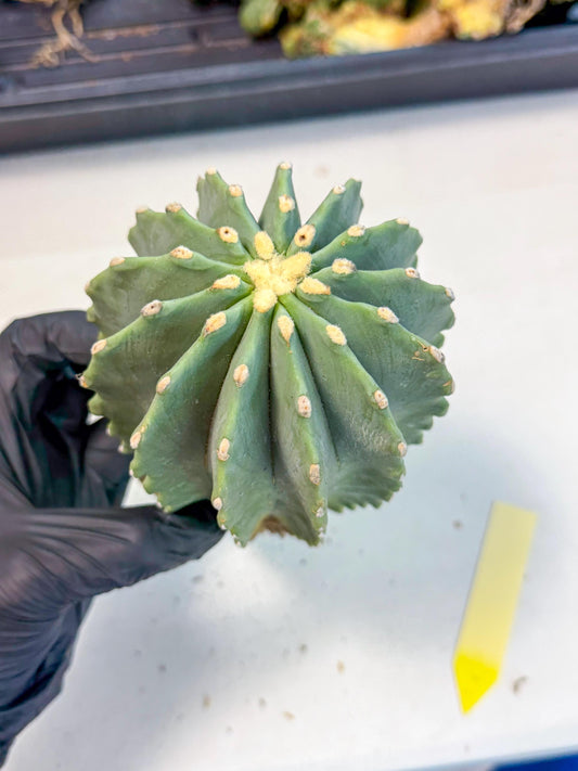 Ferocactus Glaucescens (y) | Rare Cactus