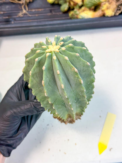 Ferocactus Glaucescens (y) | Rare Cactus