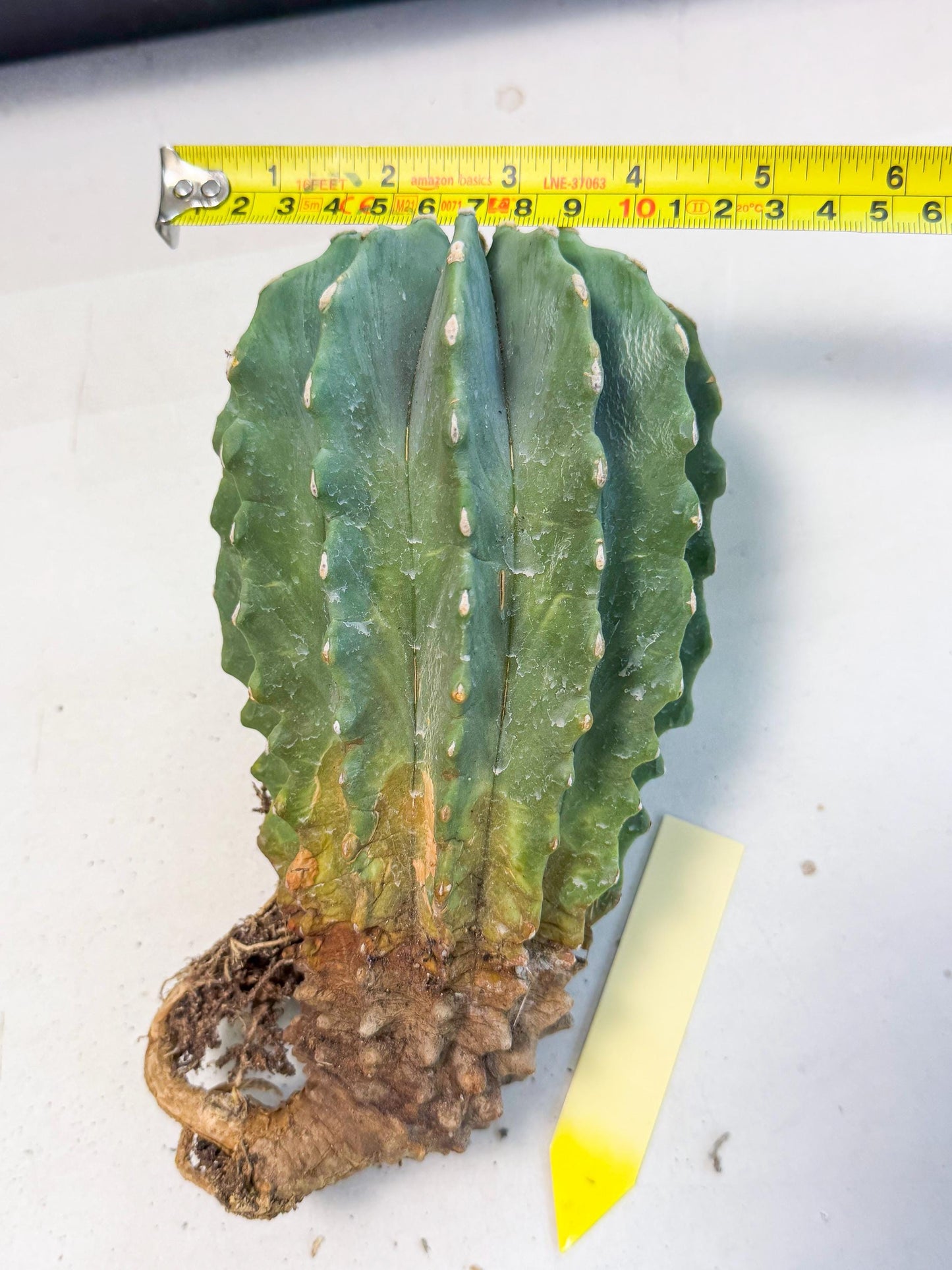 Ferocactus Glaucescens (y) | Rare Cactus