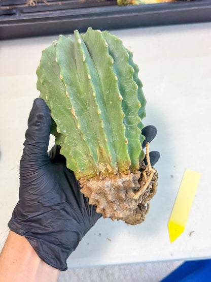 Ferocactus Glaucescens (y) | Rare Cactus