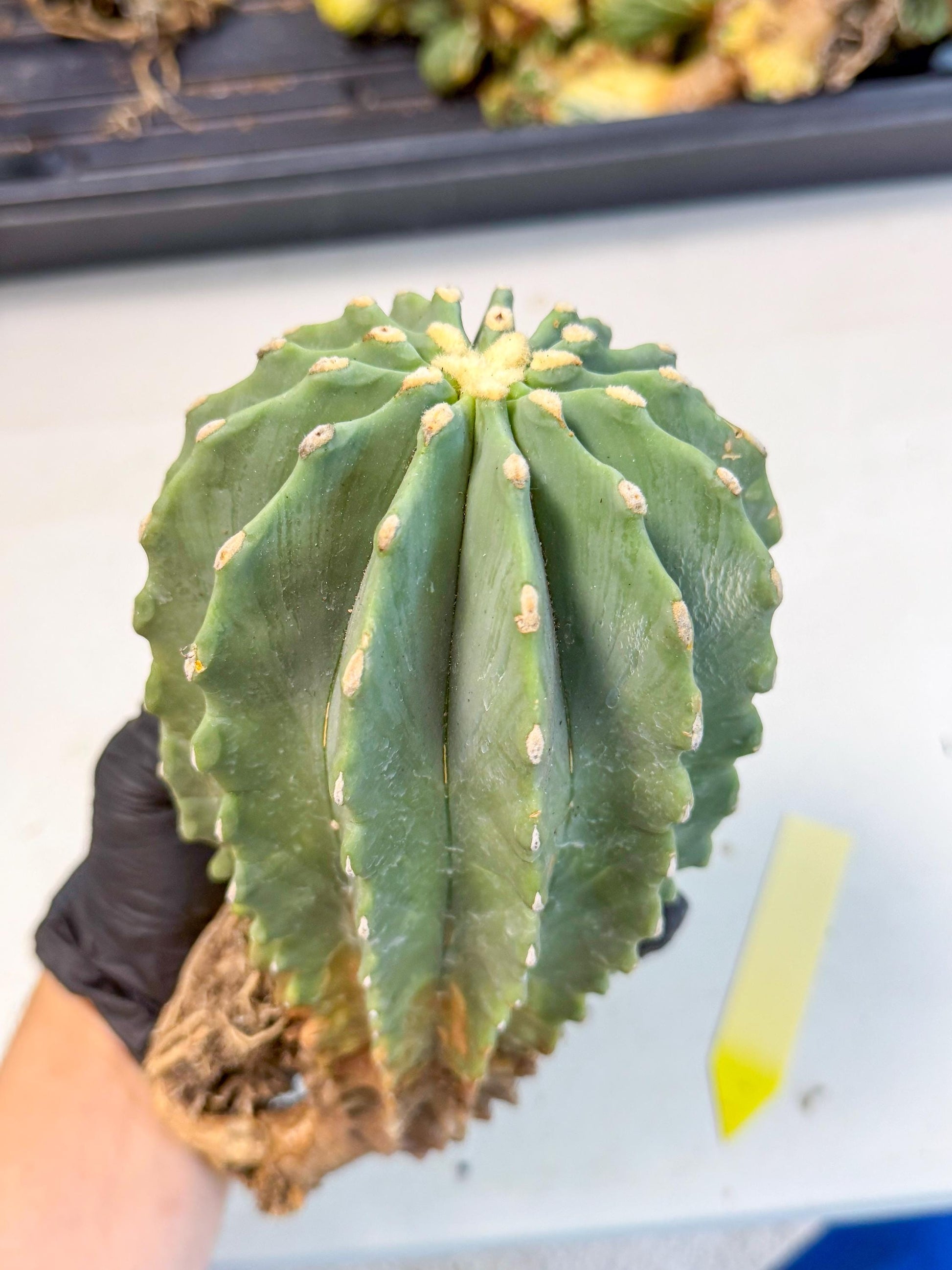 Ferocactus Glaucescens (y) | Rare Cactus