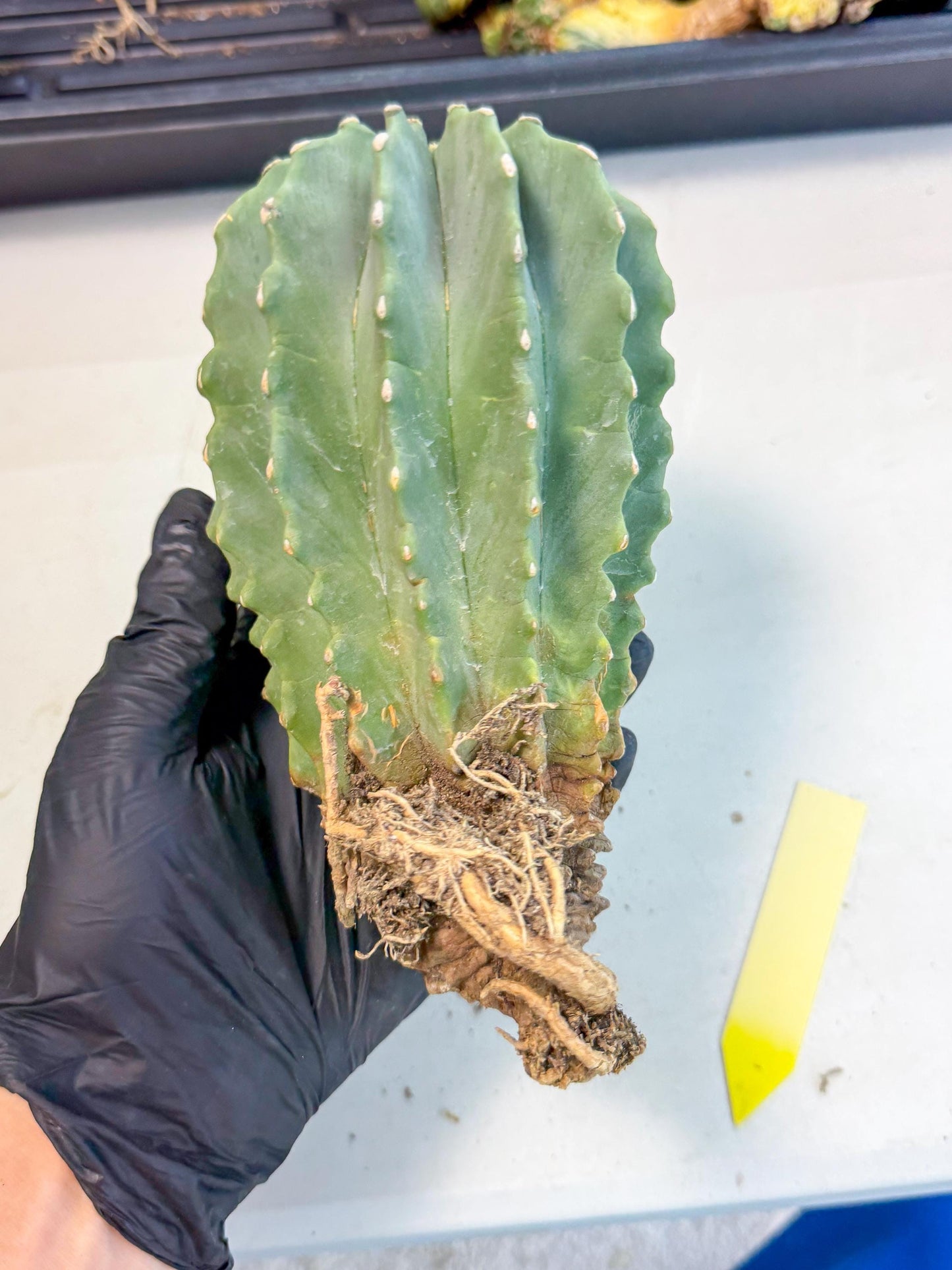 Ferocactus Glaucescens (y) | Rare Cactus