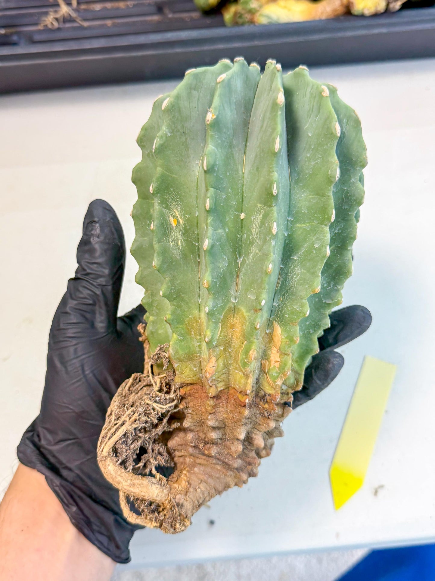 Ferocactus Glaucescens (y) | Rare Cactus