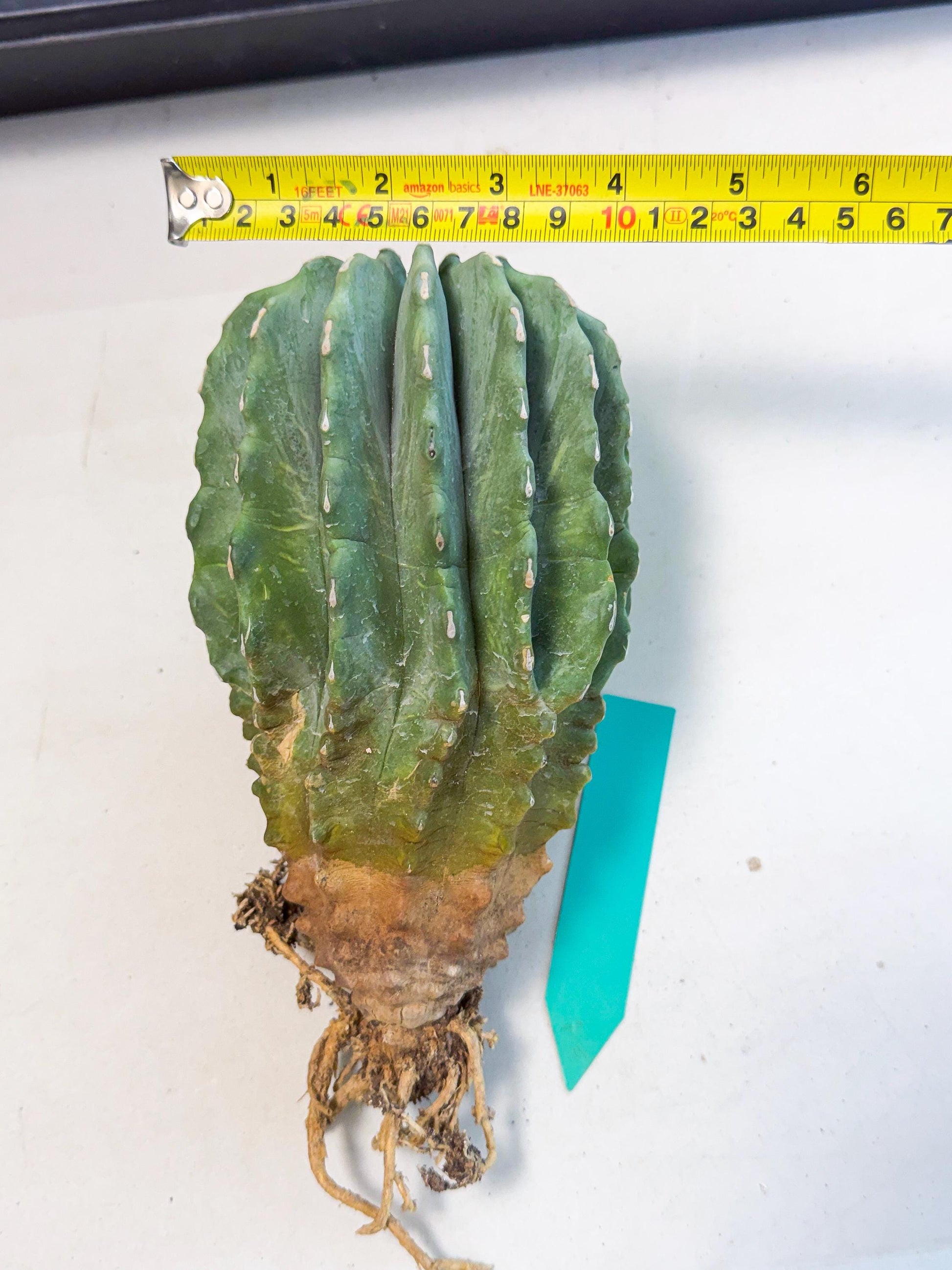 Ferocactus Glaucescens (g) | Rare Cactus