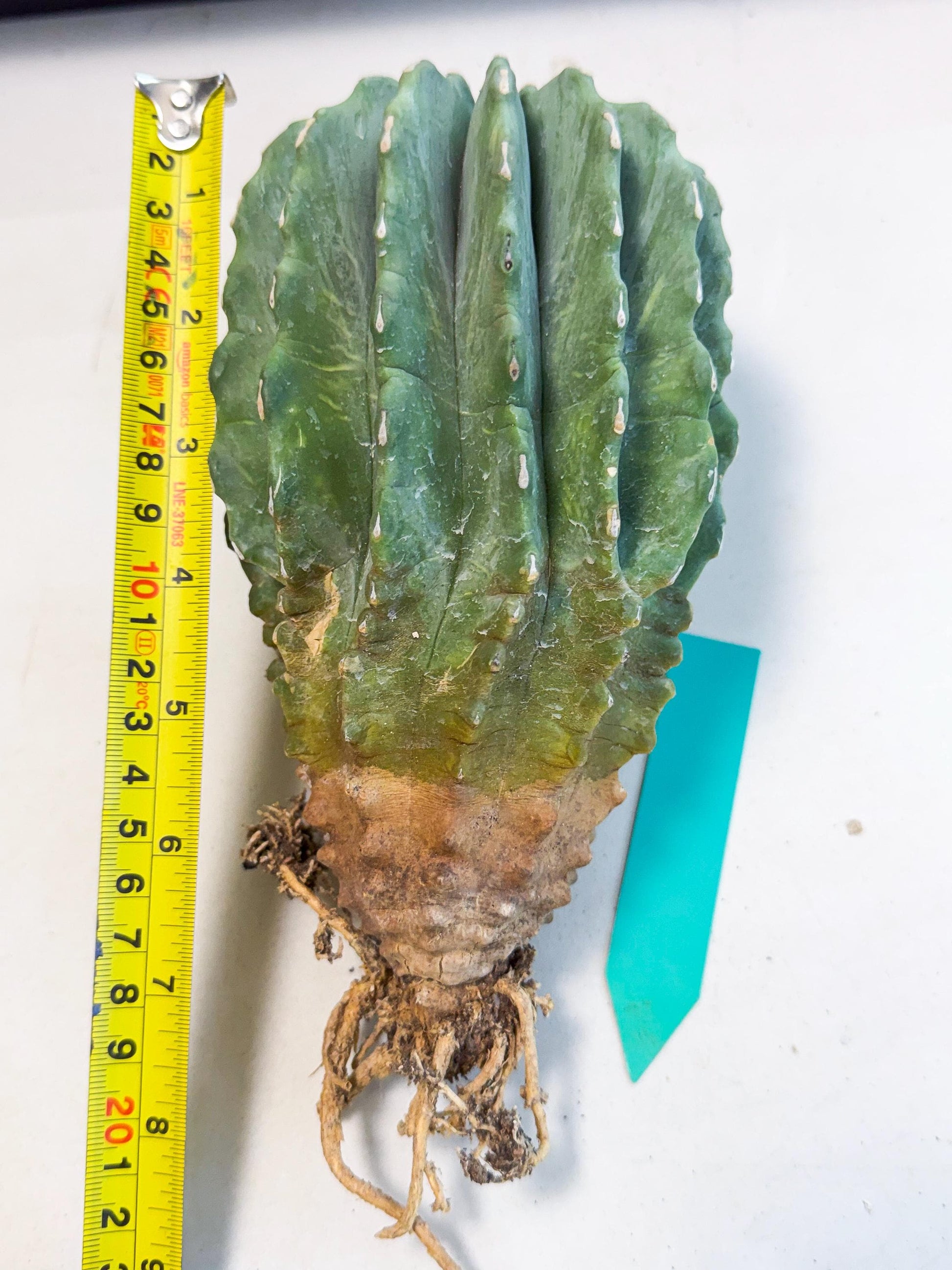 Ferocactus Glaucescens (g) | Rare Cactus