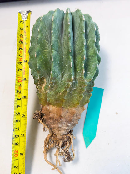 Ferocactus Glaucescens (g) | Rare Cactus
