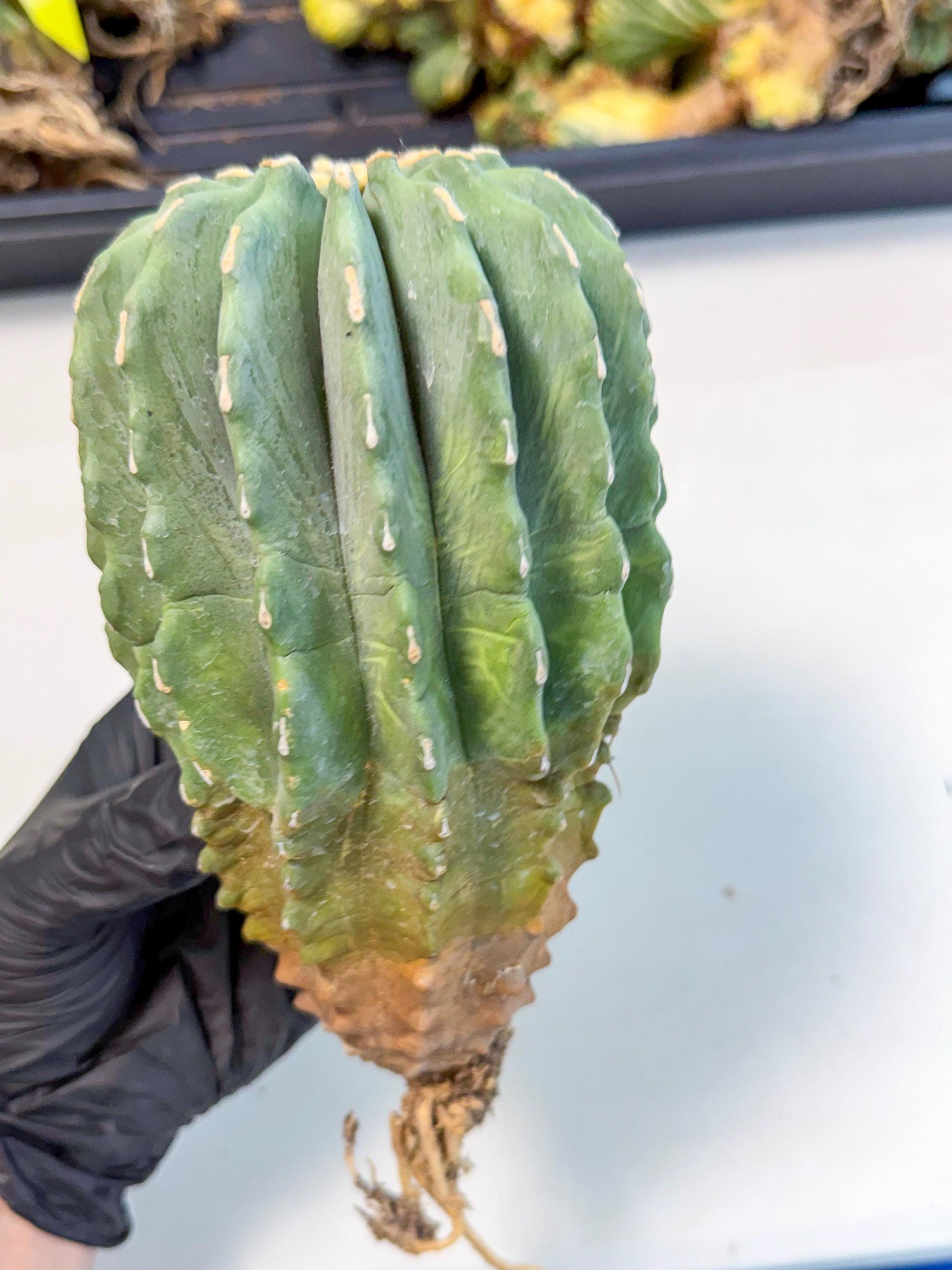 Ferocactus Glaucescens (g) | Rare Cactus