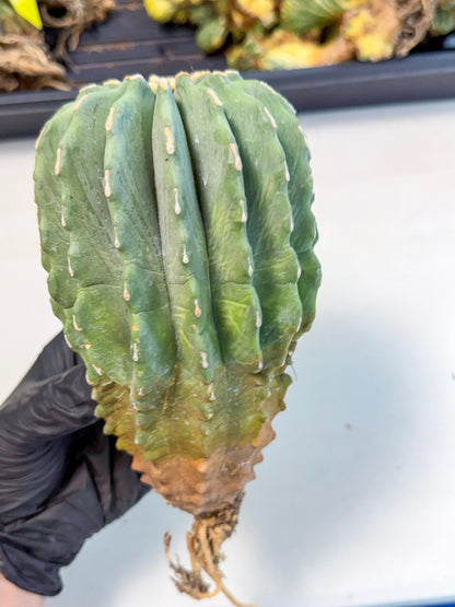 Ferocactus Glaucescens (g) | Rare Cactus