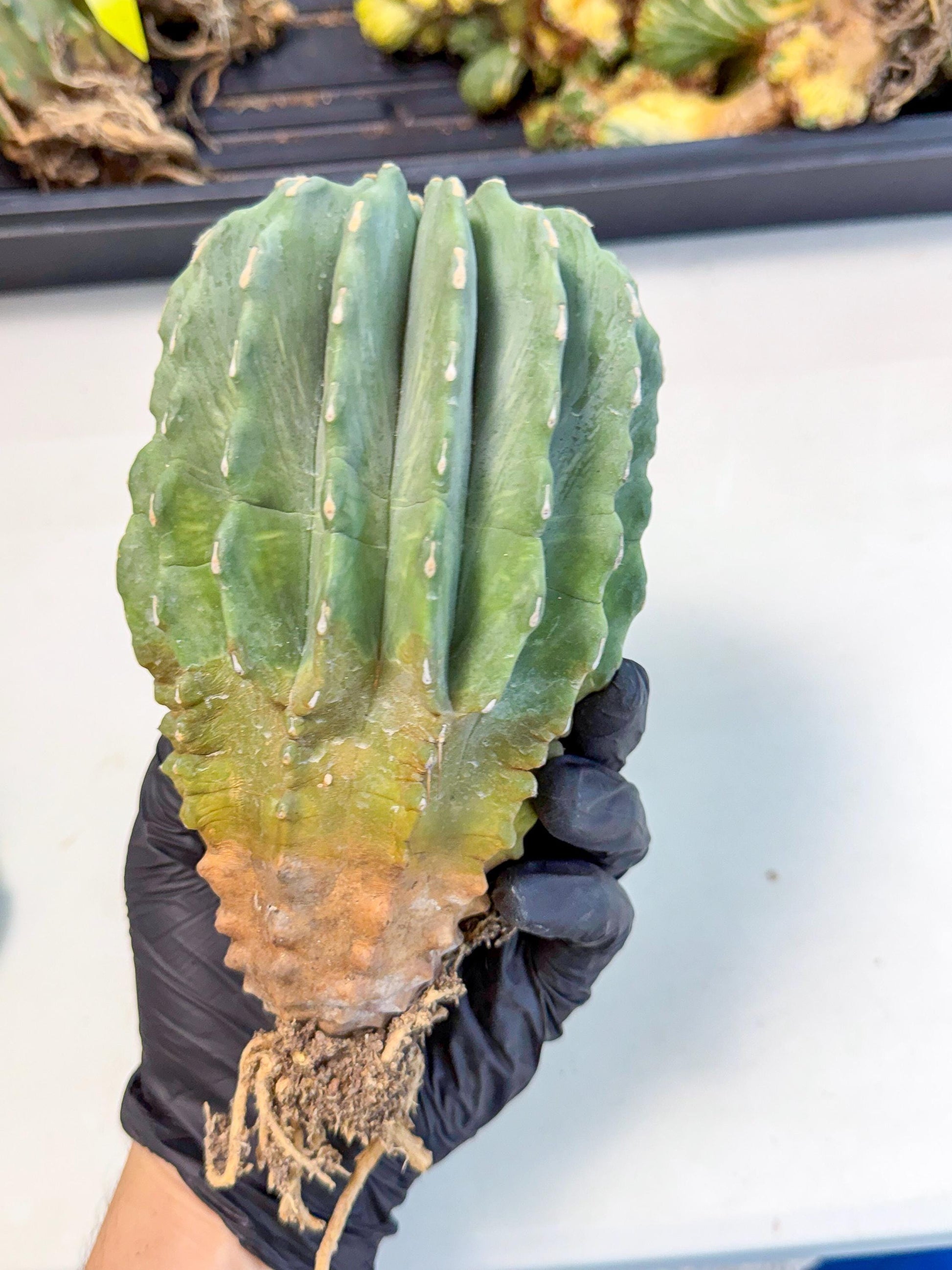 Ferocactus Glaucescens (g) | Rare Cactus