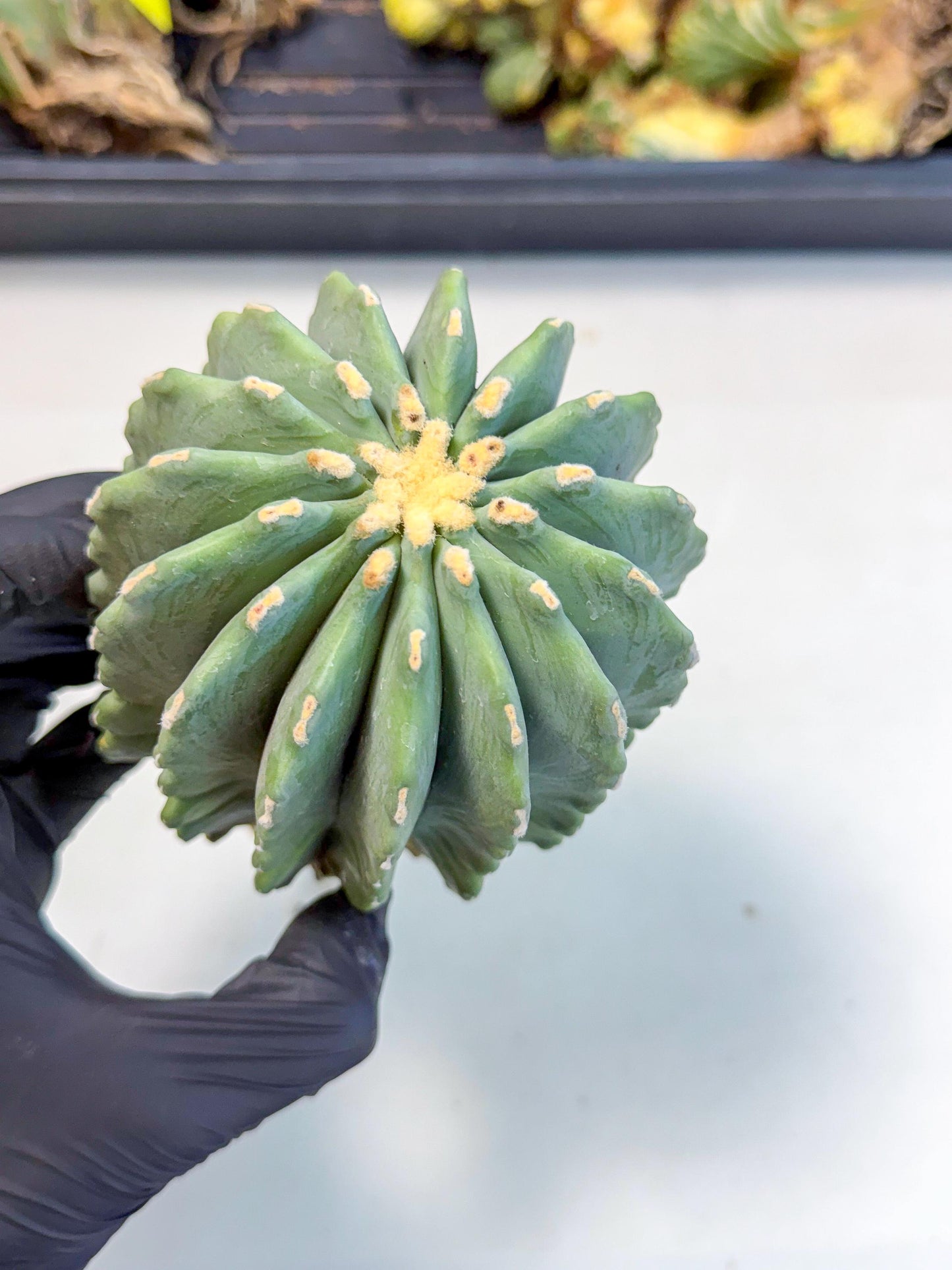 Ferocactus Glaucescens (g) | Rare Cactus