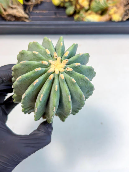 Ferocactus Glaucescens (g) | Rare Cactus