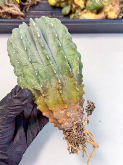 Ferocactus Glaucescens (g) | Rare Cactus