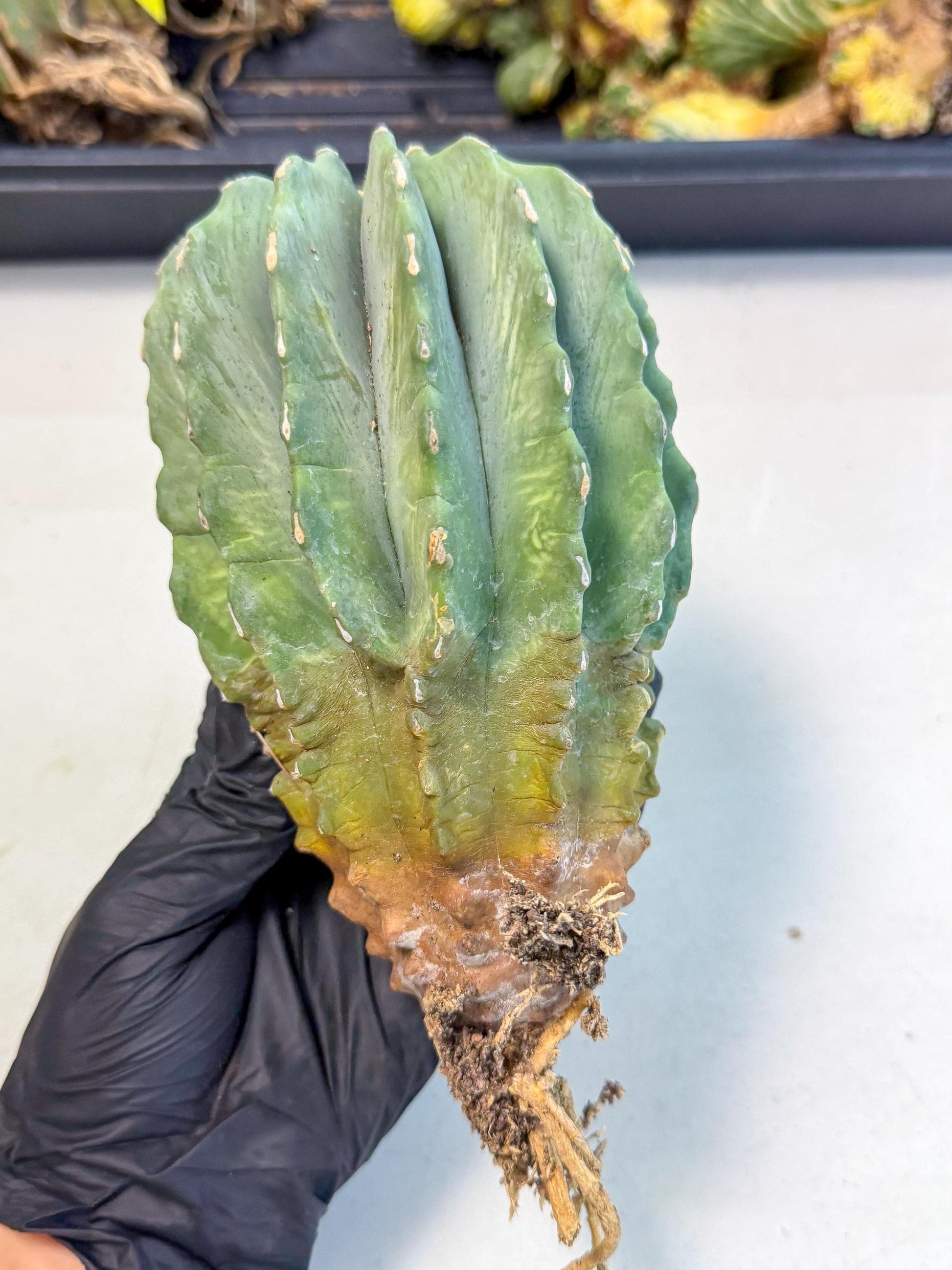 Ferocactus Glaucescens (g) | Rare Cactus