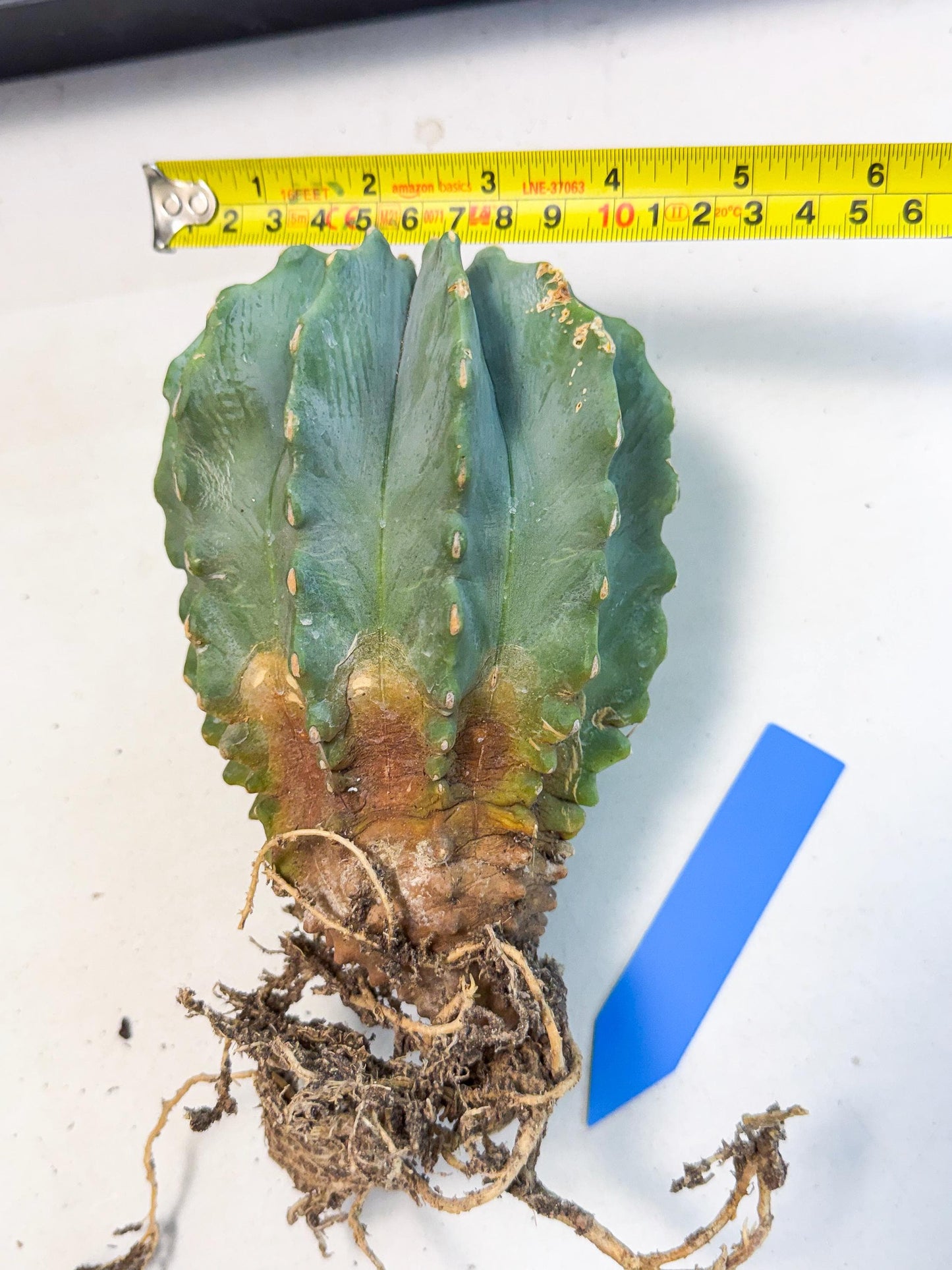 Ferocactus Glaucescens (b) | Rare Cactus